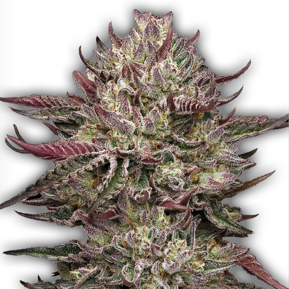 Chicken N'Wafflez | Feminisierte Cannabissamen von Humboldt Seed