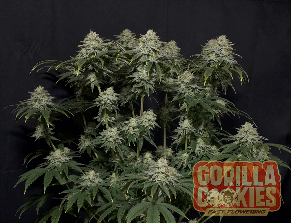 Gorilla Cookies FF Cannabis Samen