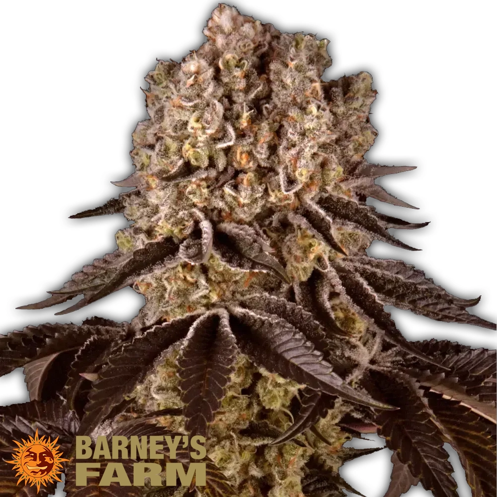Purple Punch | Feminisierte Hanfsamen von Barney's Farm