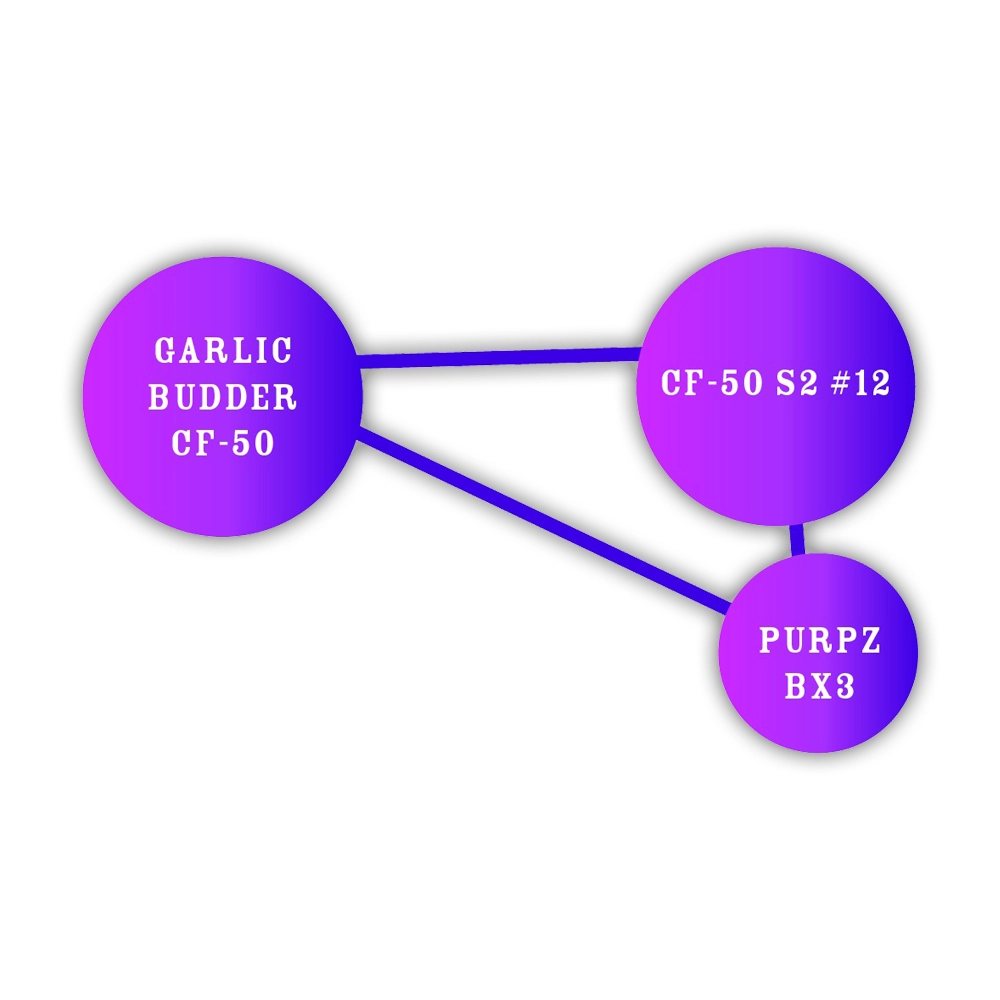 Purpz | Feminisierte Hanfsamen von Humboldt Seed