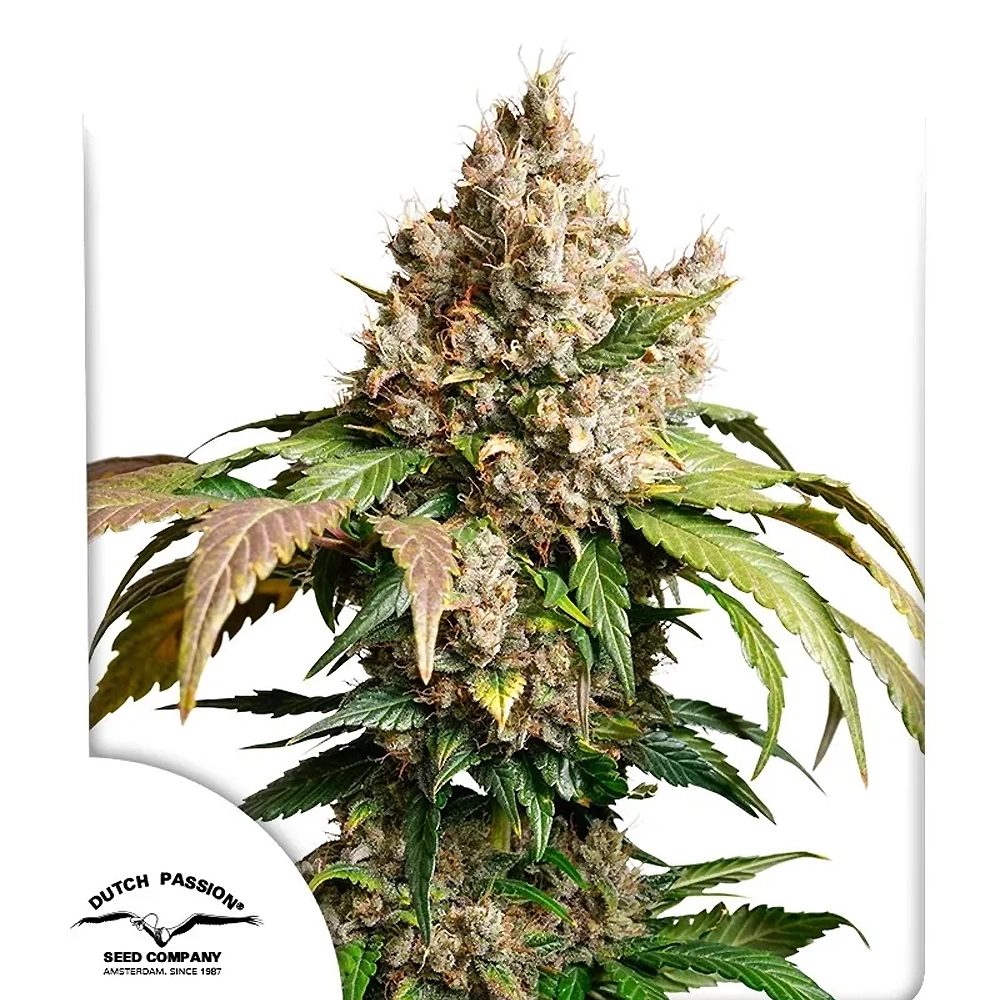 Auto Red Tropicana Cookies | Autoflowering Hanfsamen von Dutch Passion