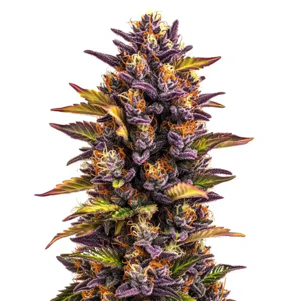 Forbidden Runtz Auto | Autoflowering Hanfsamen von Cludi Bulk Seed Bank | 5 Samen Forbidden Runtz Auto | Autoflowering Hanfsamen von Cludi Bulk Seed Bank | 5 Samen