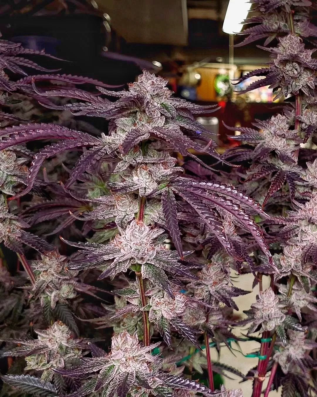 Gyoza | Feminisierte Hanfsamen von Umami Seeds x Raw Genetics | 6 Samen