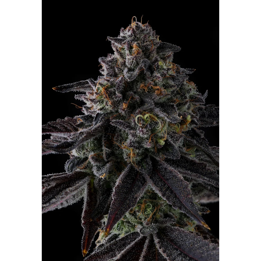 Status Symbol | Feminisierte Hanfsamen von Compound Genetics | 7 Samen Status Symbol | Feminisierte Hanfsamen von Compound Genetics