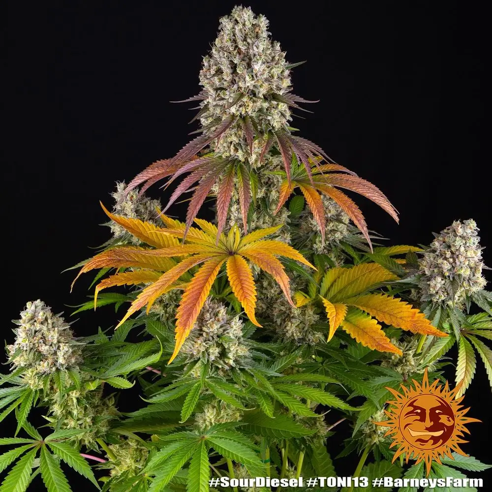 Sour Diesel Gesamtpflanze Vollständige Sour Diesel Pflanze mit orangegelbem Blattwerk