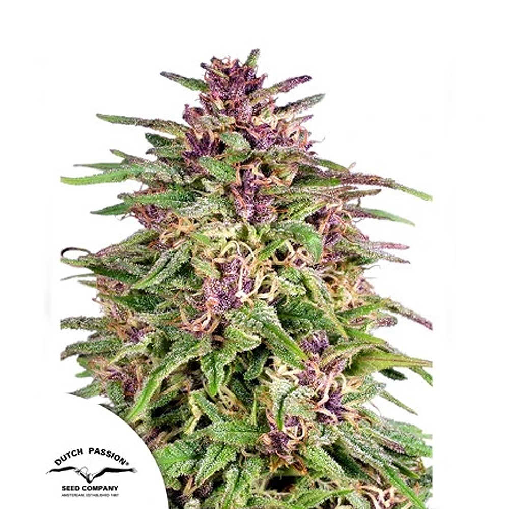 Frisian Dew | Feminisierte Hanfsamen von Dutch Passion | 3 Samen Frisian Dew | Feminisierte Hanfsamen von Dutch Passion