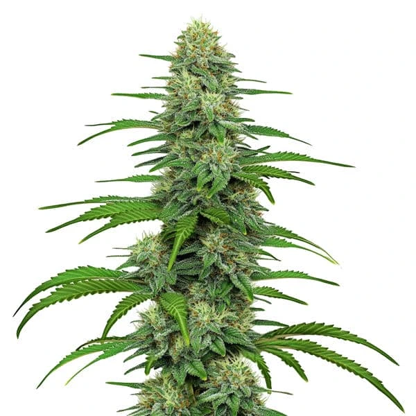 GG4 | Feminisierte Cannabissamen von Cludi Bulk Seed Bank | 5 Samen