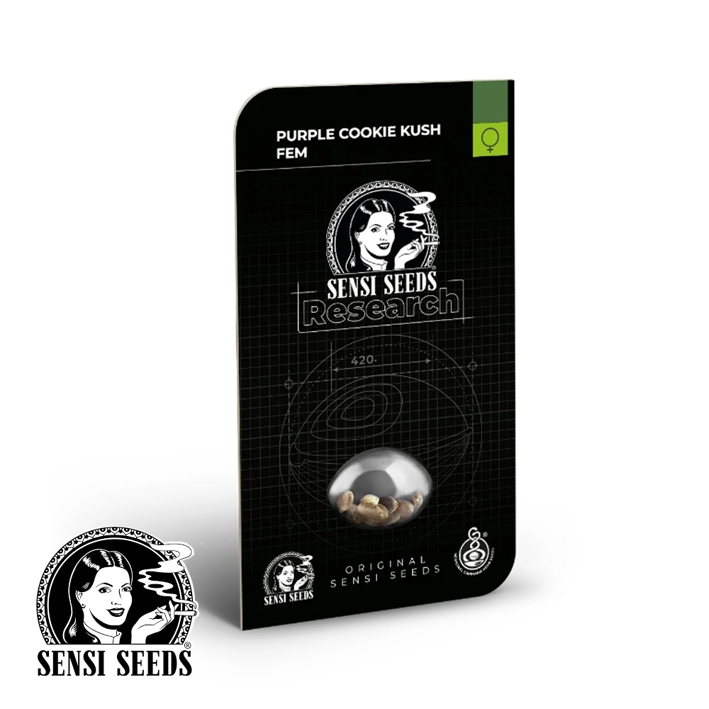 Purple Cookie Kush | Feminisierte Cannabissamen von Sensi Seeds