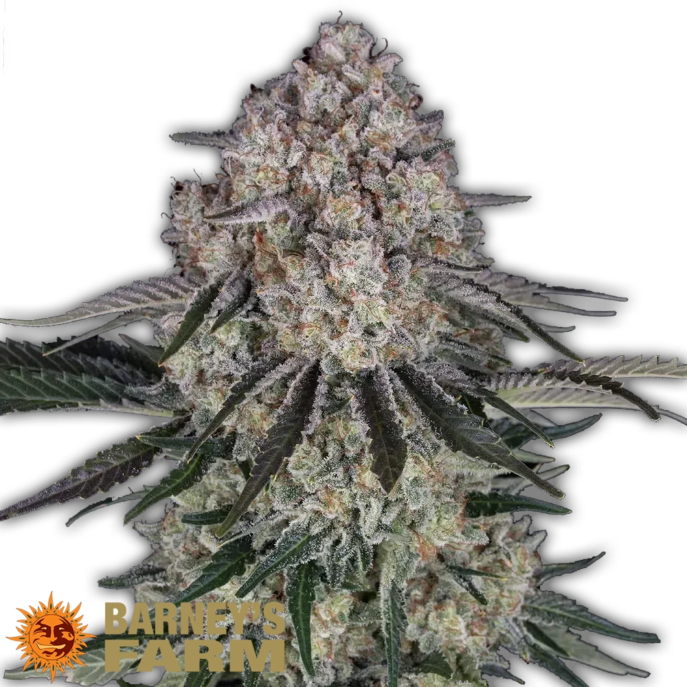 Sour Diesel Auto | Autoflowering Cannabissamen von Barney's Farm