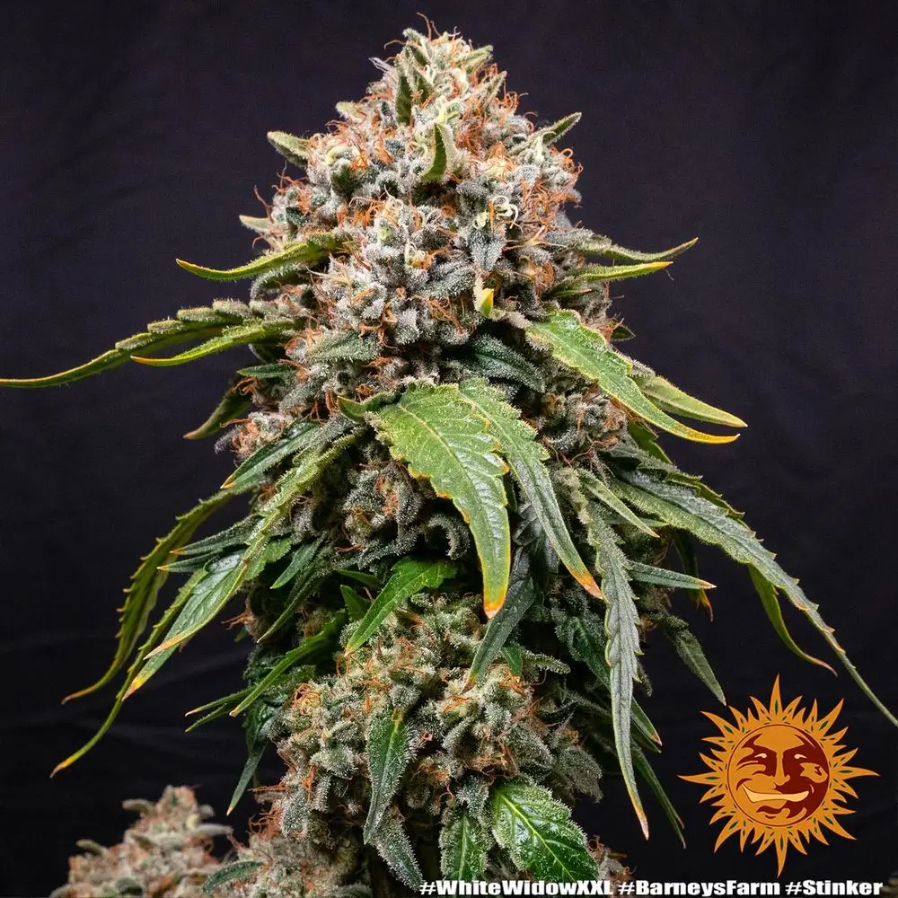 White Widow XXL Pflanze White Widow XXL Cannabispflanze mit dichtem Blütenstand