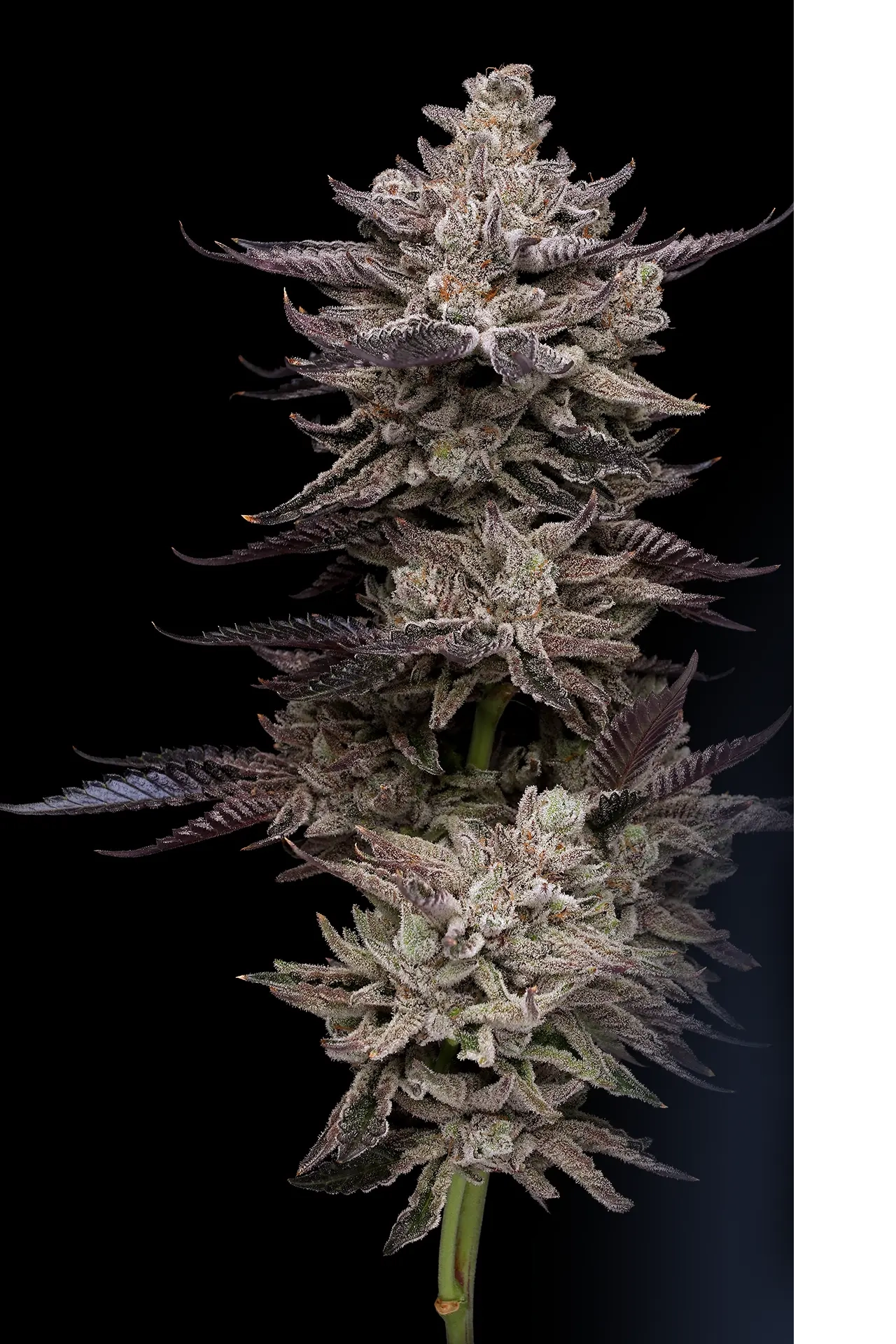 El Valle Haze | Feminisierte Hanfsamen von Compound Genetics | 5 Samen El Valle Haze | Feminisierte Hanfsamen von Compound Genetics