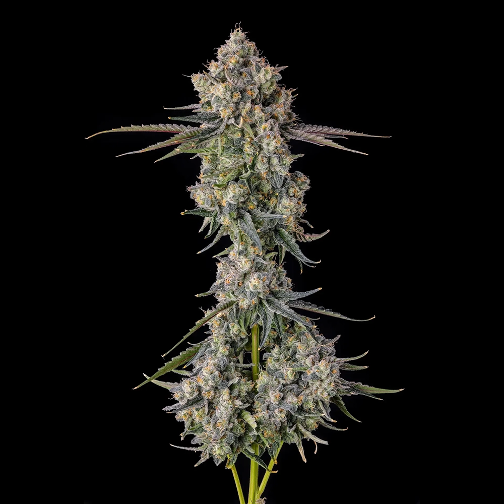 Zhampagne | Feminisierte Hanfsamen von Compound Genetics | 7 Samen Zhampagne | Feminisierte Hanfsamen von Compound Genetics | 7 Samen