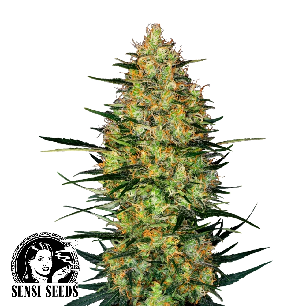 Caramellow Kush Auto | Autoflowering Hanfsamen von Sensi Seeds | 3 Samen Caramellow Kush Auto | Autoflowering Hanfsamen von Sensi Seeds