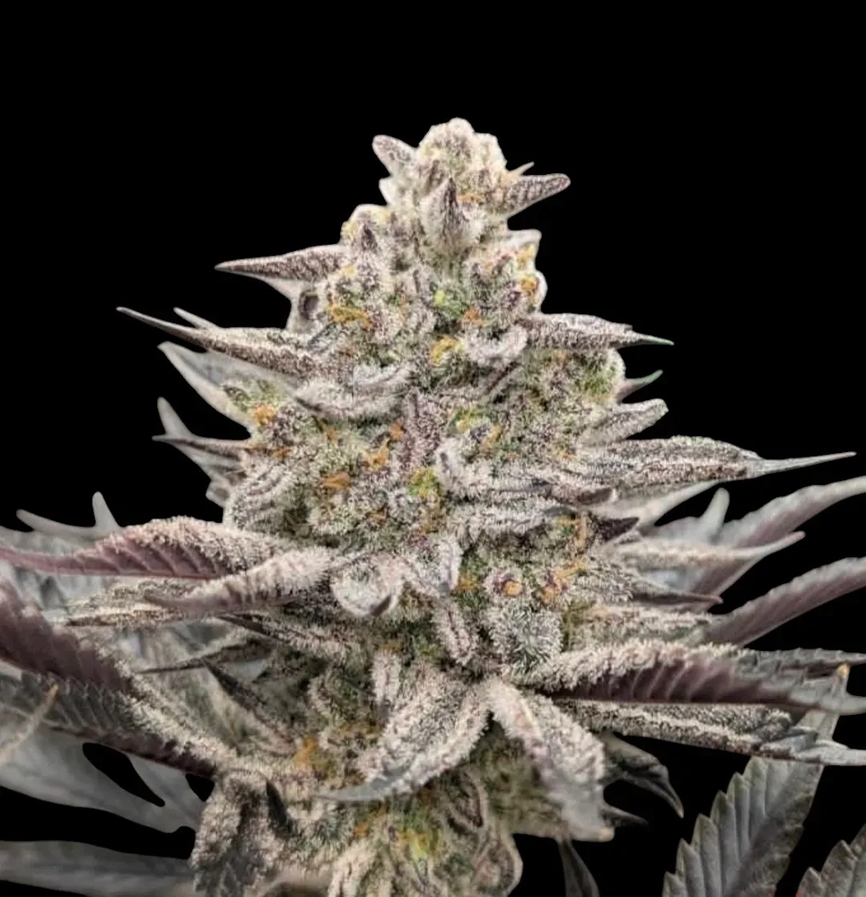 Frozen Marker | Feminisierte Hanfsamen von Reverse Genetics | 8 Samen Frozen Marker | Feminisierte Hanfsamen von Reverse Genetics | 8 Samen