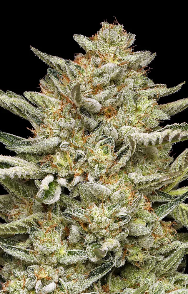 OG Triploid Autoflower | Autoflowering Hanfsamen von Humboldt Seed Company | 3 Samen