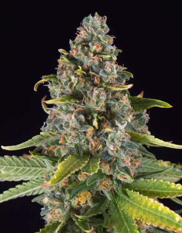 Summer Sweet Triploid | Feminisierte Cannabissamen von Triploid Genetics | 5 Samen