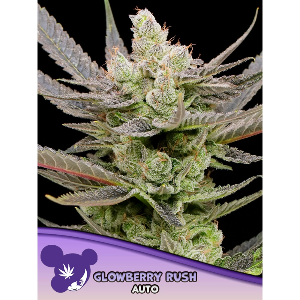 Glowberry Rush Auto Blüte Glowberry Rush Auto Blüte mit heller Trichomschicht