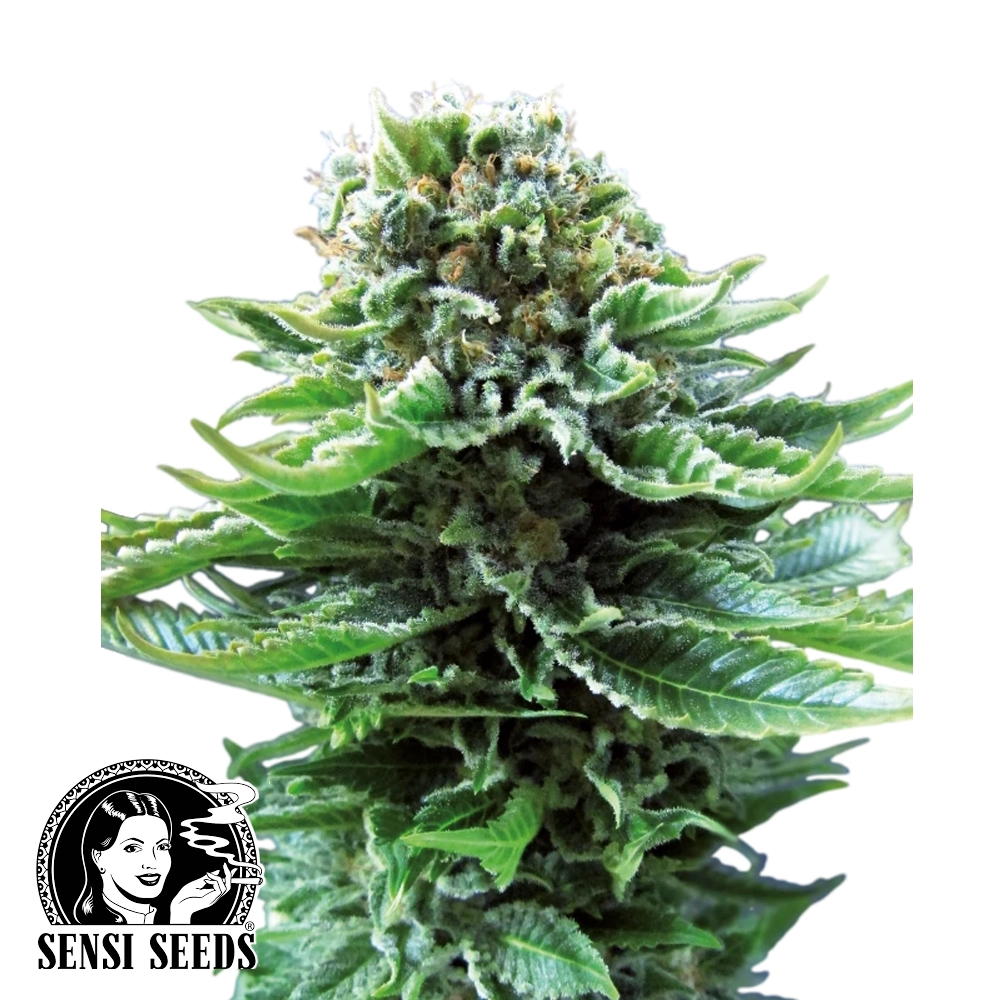 Northern Lights Auto | Autoflowering Hanfsamen von Sensi Seeds | 3 Samen Northern Lights Auto | Autoflowering Hanfsamen von Sensi Seeds