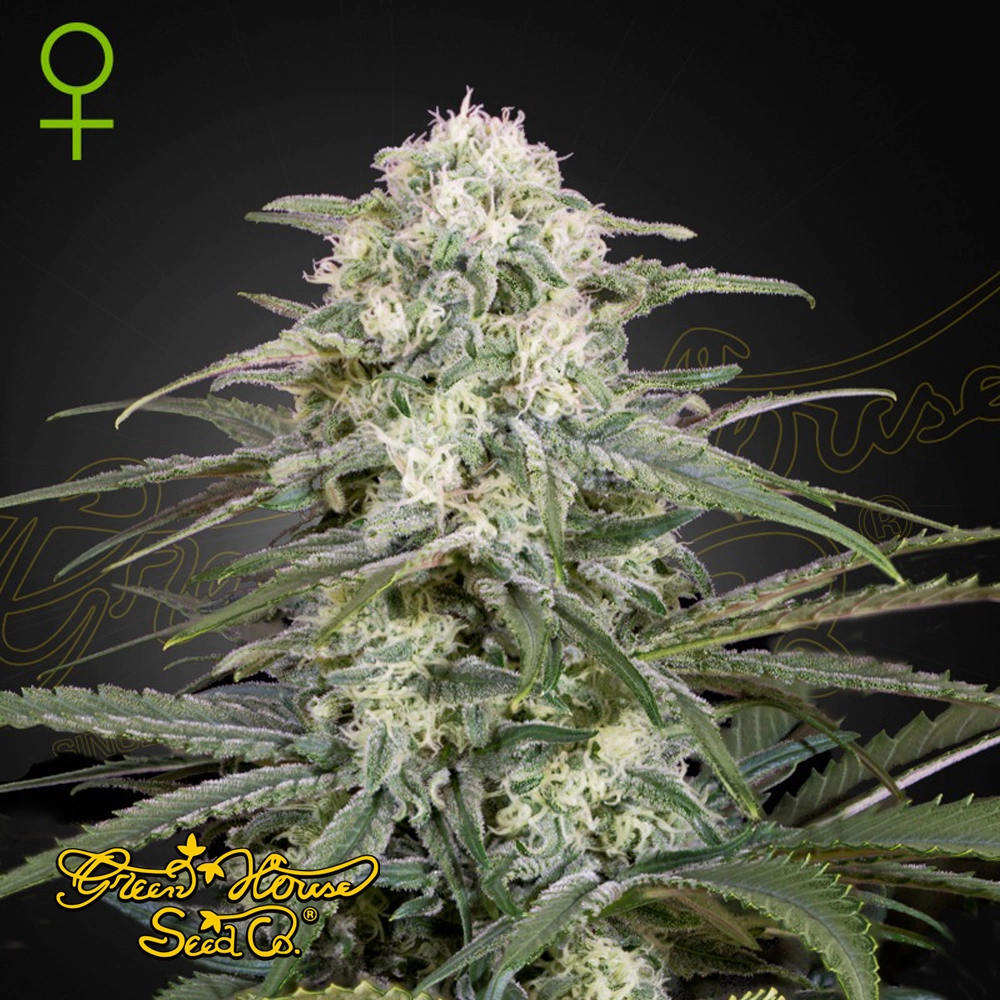 Kalashnikova Auto | Autoflowering Hanfsamen von Green House Seeds