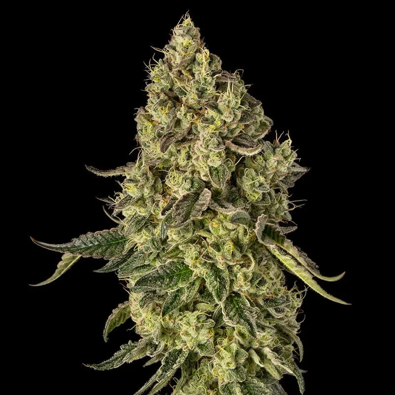Peach Cake by Cookies | Feminisierte Cannabissamen von Silent Seeds x Cookies | 3 Samen