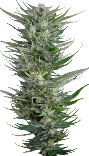Fruity Durban Pflanze Freigestellte Fruity Durban Pflanze mit langem, schmalem Blütentrieb