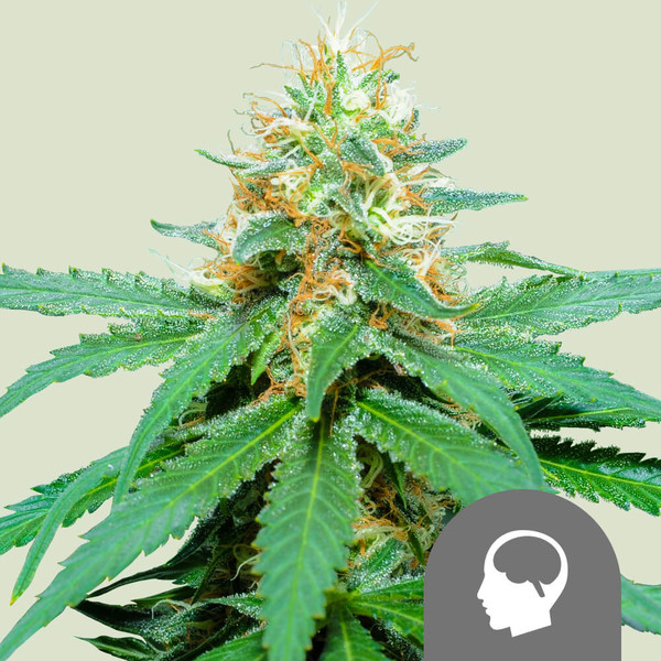 Amnesia Haze | Reguläre Hanfsamen von Royal Queen Seeds | 10 Samen Amnesia Haze | Reguläre Hanfsamen von Royal Queen Seeds | 10 Samen