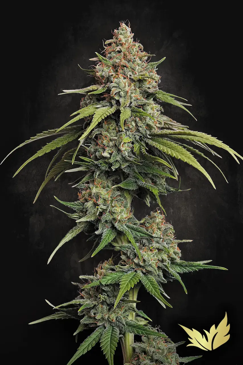 L.A. Amnesia | Feminisierte Hanfsamen von Paradise Seeds | 3 Samen L.A. Amnesia | Feminisierte Hanfsamen von Paradise Seeds | 3 Samen