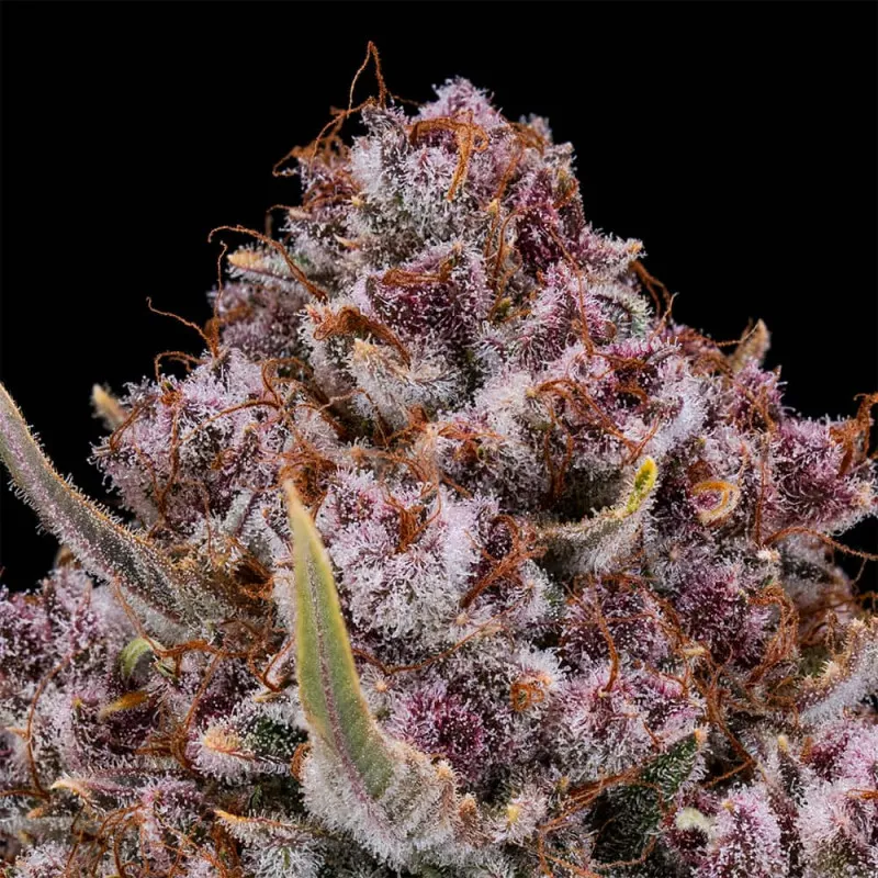 Purplenade XXL Auto Trichome Makroaufnahme der Trichome einer Purplenade XXL Auto Blüte