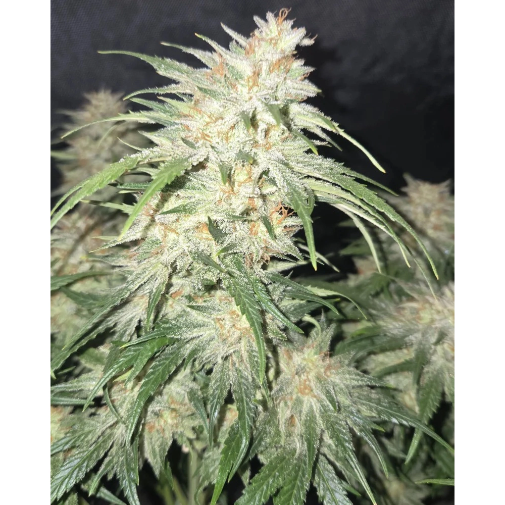 Frostbanger Auto | Autoflowering Hanfsamen von Fast Buds