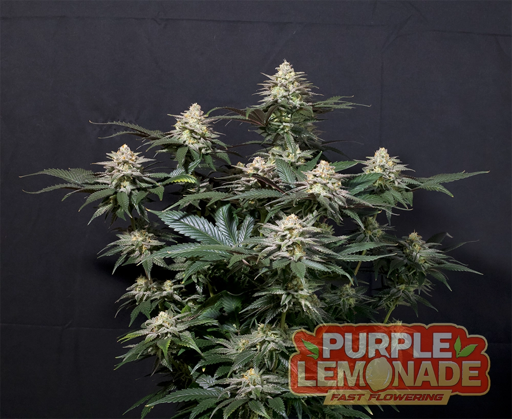 Purple Lemonade FF | Feminisierte Cannabissamen von Fast Buds | 3 Samen Purple Lemonade FF Cannabis Samen