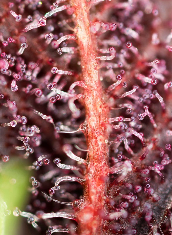 Red Hot Cookies | Feminisierte Hanfsamen von Sweet Seeds