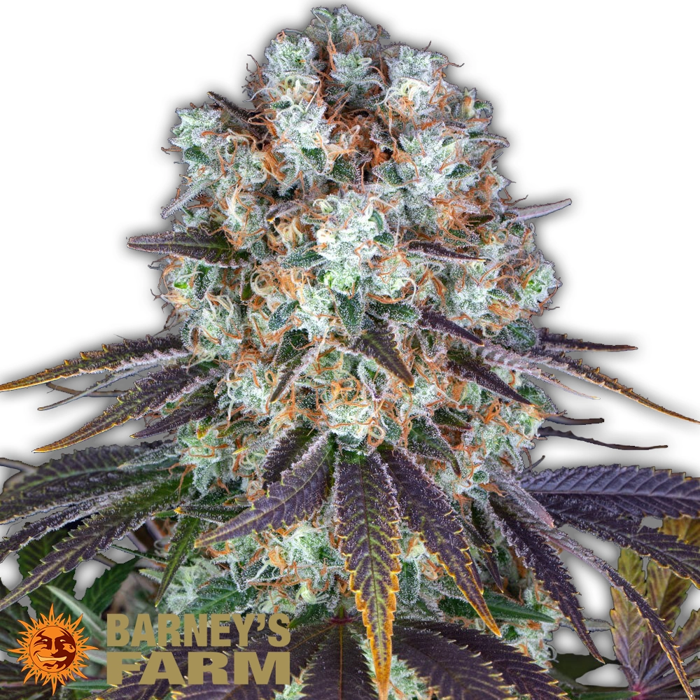 Bruce Banner | Feminisierte Hanfsamen von Barney's Farm