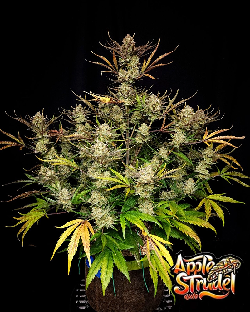 Apple Strudel Auto | Autoflowering Hanfsamen von Fast Buds | 3 Samen Apple Strudel Auto Cannabis Samen