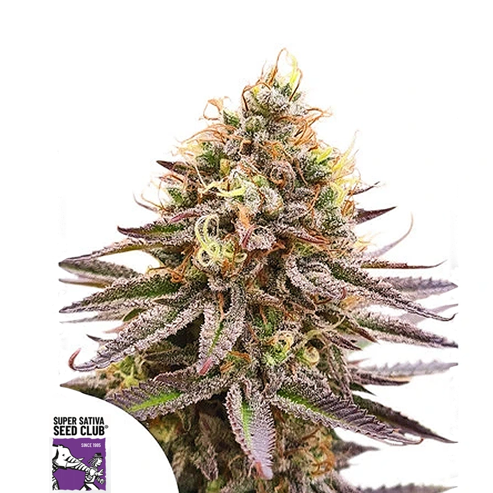 Gorilla Super Glue | Feminisierte Hanfsamen von Dutch Passion | 3 Samen Gorilla Super Glue | Feminisierte Hanfsamen von Dutch Passion