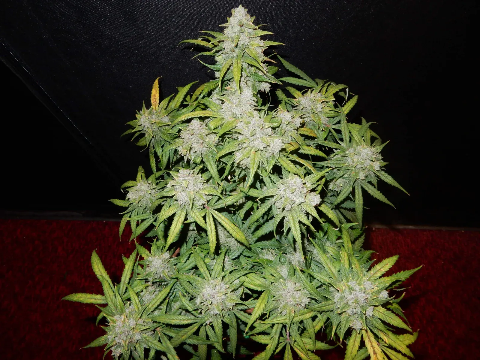 CBD Auto 1:1 Gesamtpflanze Vollständige CBD Auto 1:1 Pflanze mit buschigem Wuchs