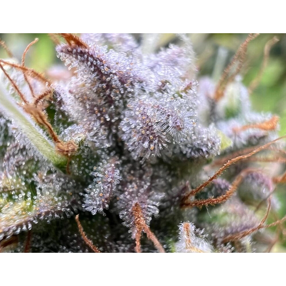 Frozen Face Auto Blütentrieb Frozen Face Auto Blütentrieb mit violett gefärbten Blättern im Grow