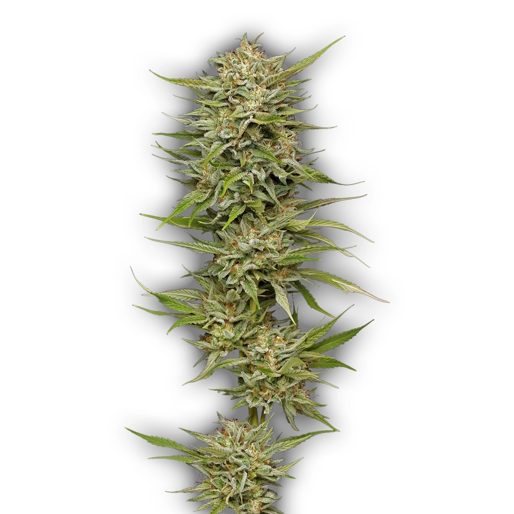 OG Kush Auto | Autoflowering Cannabissamen von Humboldt Seed