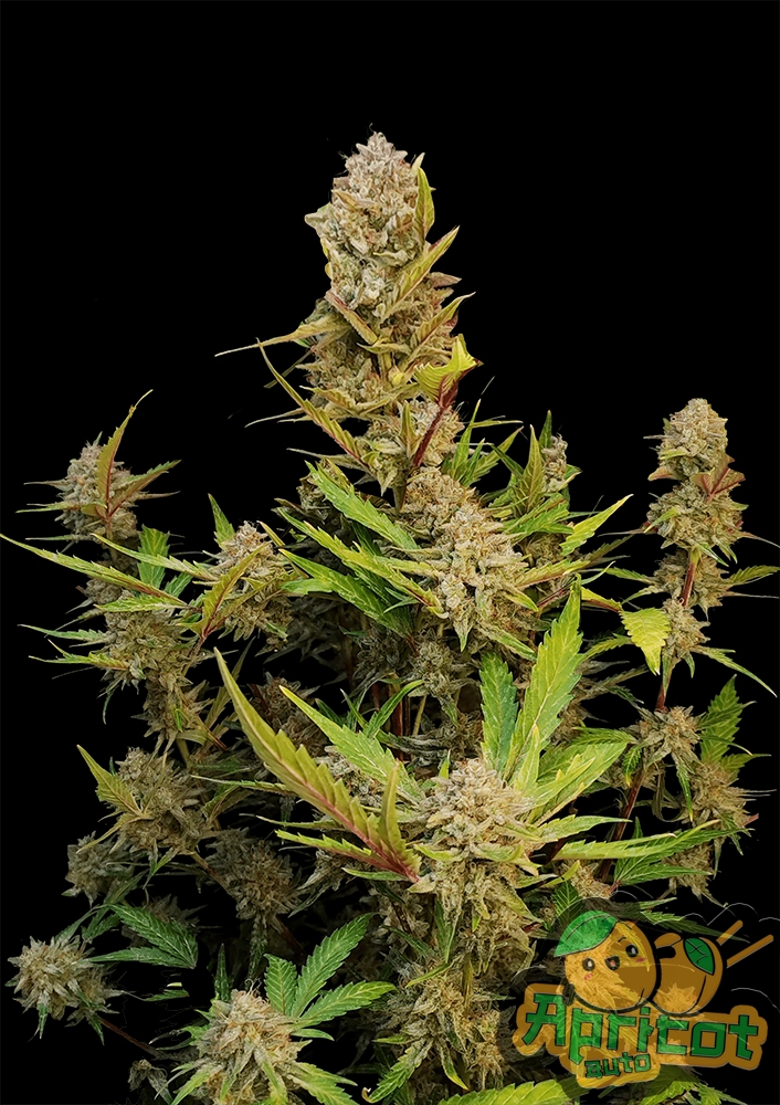 Apricot Auto | Autoflowering Hanfsamen von Fast Buds | 3 Samen Apricot Auto | Autoflowering Hanfsamen von Fast Buds | 3 Samen