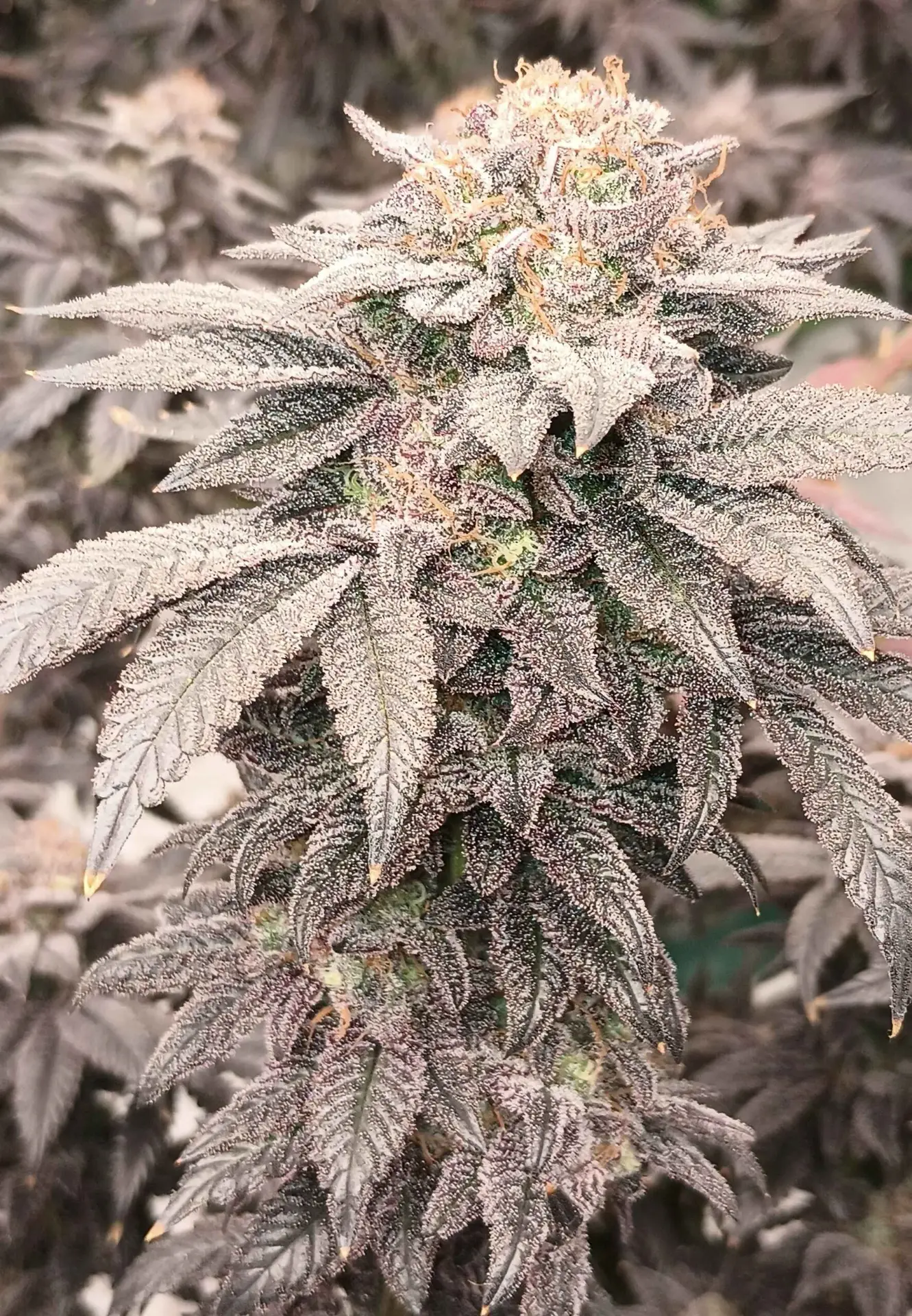 Violetti | Feminisierte Hanfsamen von Umami Seeds | 6 Samen