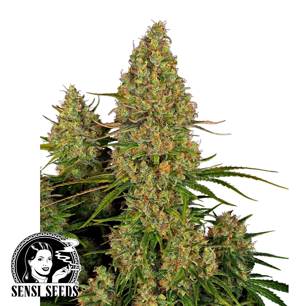 Sticky Orange XXL Auto | Autoflowering Hanfsamen von Sensi Seeds | 3 Samen Sticky Orange XXL Auto | Autoflowering Hanfsamen von Sensi Seeds