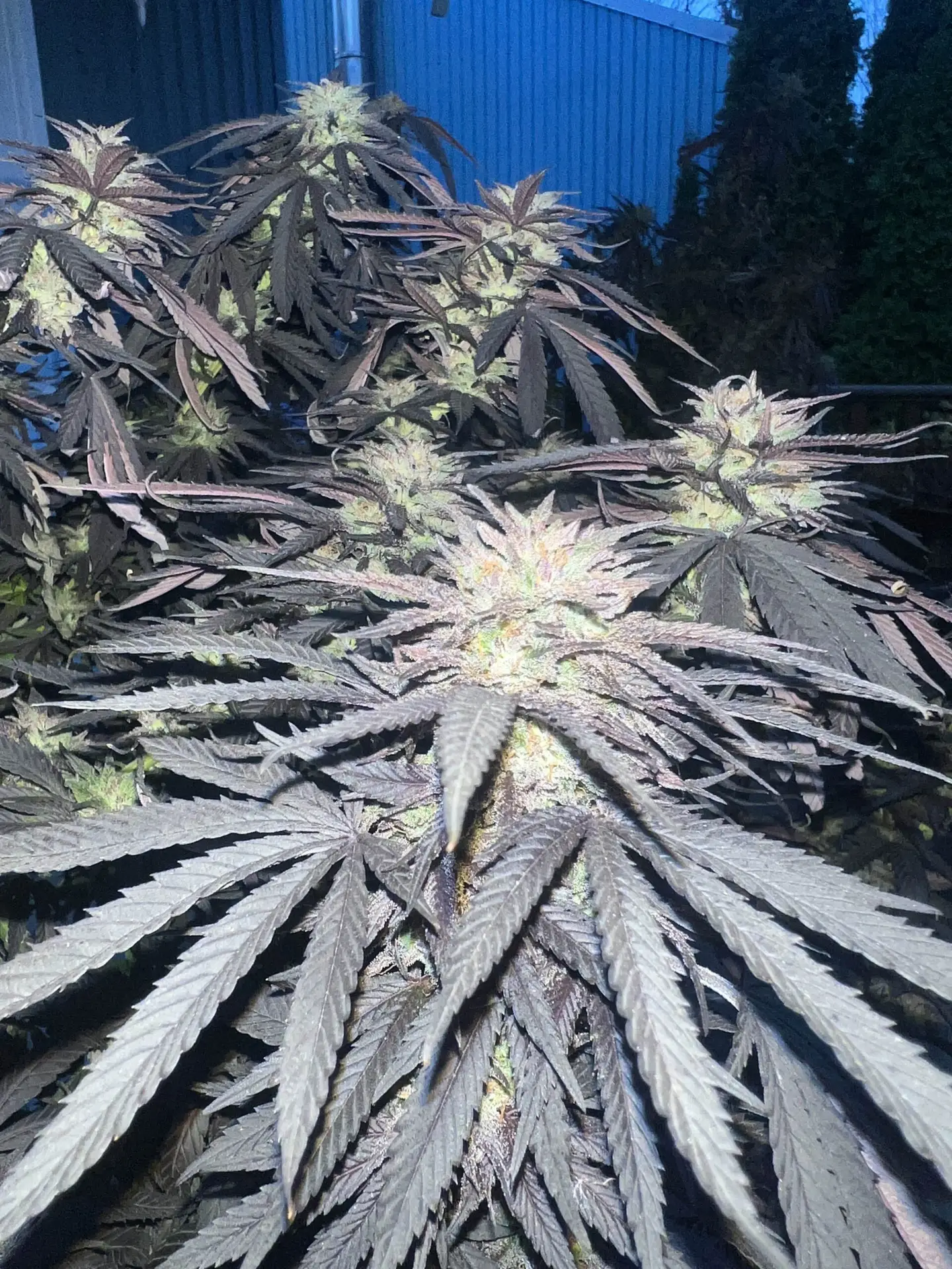 Violetti Pflanze Violetti Cannabispflanze im Growraum