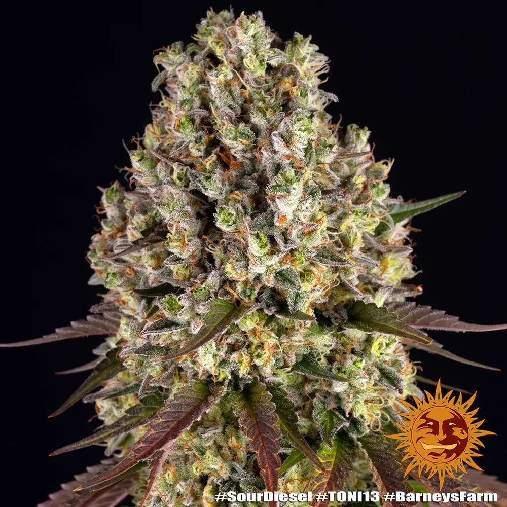 Sour Diesel Blütentrieb Sour Diesel Blütentrieb mit dichtem, hellem Blütenstand