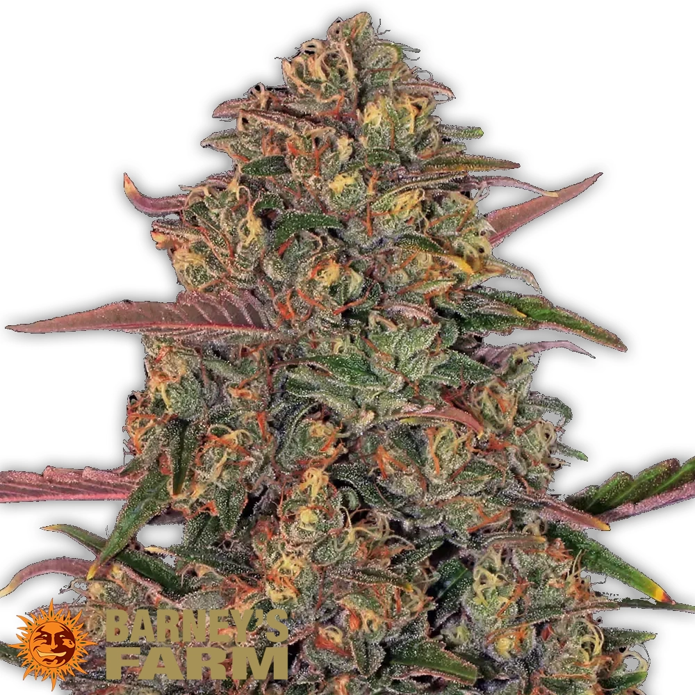 Pineapple Chunk | Feminisierte Hanfsamen von Barney's Farm | 3 Samen Pineapple Chunk | Feminisierte Hanfsamen von Barney's Farm