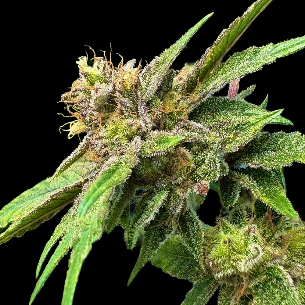 Lemon Strawberry Bomb Pflanze Lemon Strawberry Bomb Cannabispflanze mit hellgrünen Blüten