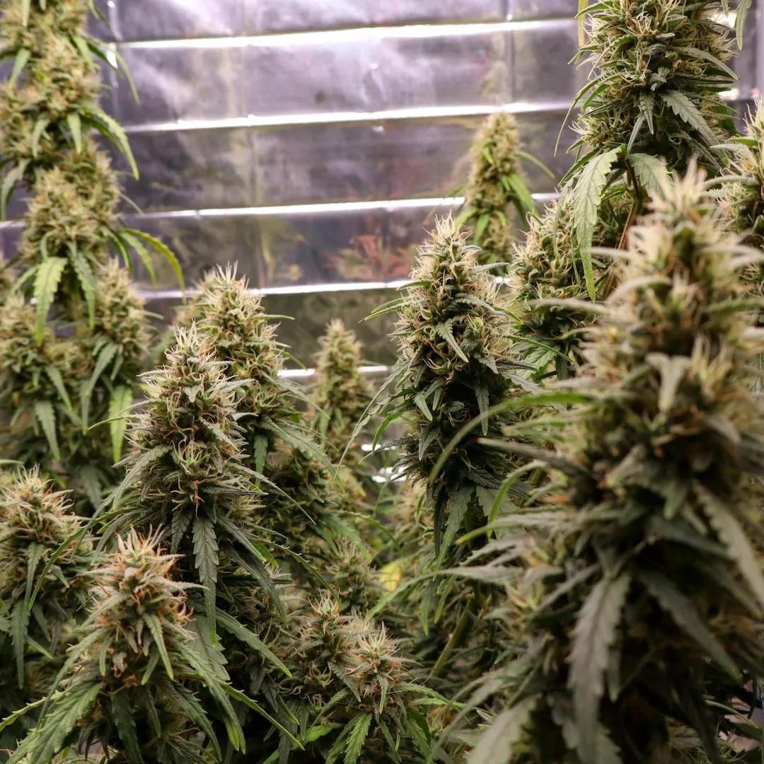 Deepforest Super Auto im Grow Deepforest Super Auto Pflanzen unter Growlampen
