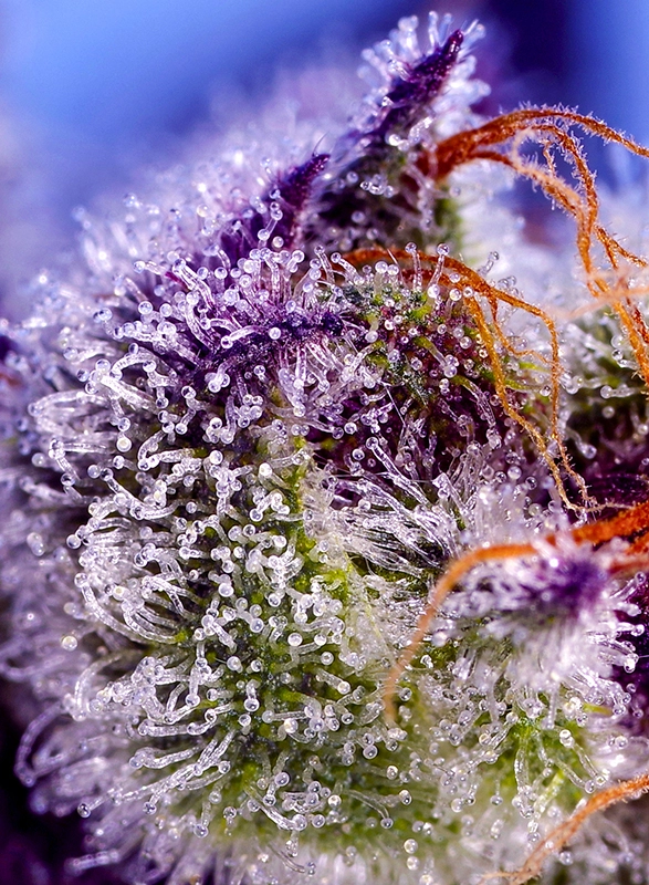 Diablo’s Delight XL Auto | Autoflowering Hanfsamen von Sweet Seeds