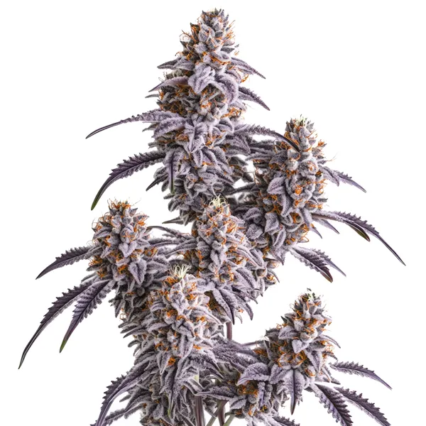 Slurricane Pflanze Freigestellte Slurricane Pflanze mit dicht besetztem Haupttrieb