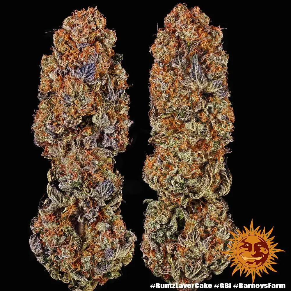 Runtz x Layer Cake Buds Zwei getrocknete Runtz x Layer Cake Blüten nebeneinander