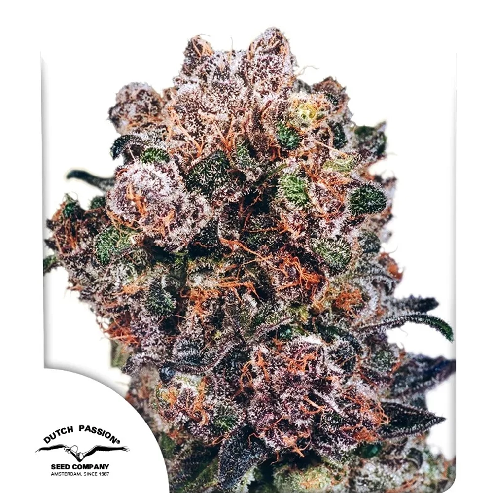 Blueberry | Feminisierte Cannabissamen von Dutch Passion | 3 Samen Blueberry | Feminisierte Cannabissamen von Dutch Passion