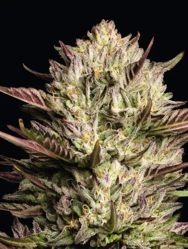 California Octane Triploid | Feminisierte Cannabissamen von Humboldt Seed Company | 3 Samen California Octane Triploid | Feminisierte Cannabissamen von Humboldt Seed Company | 3 Samen